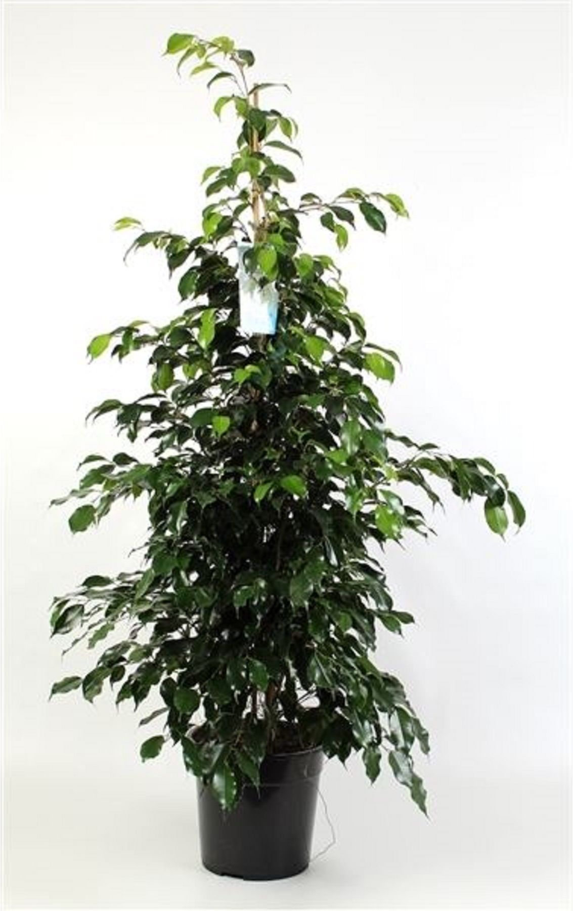 Изображение товара Растение Фикус бенджамина даниэль D27 H140 см - декоративное комнатное растение