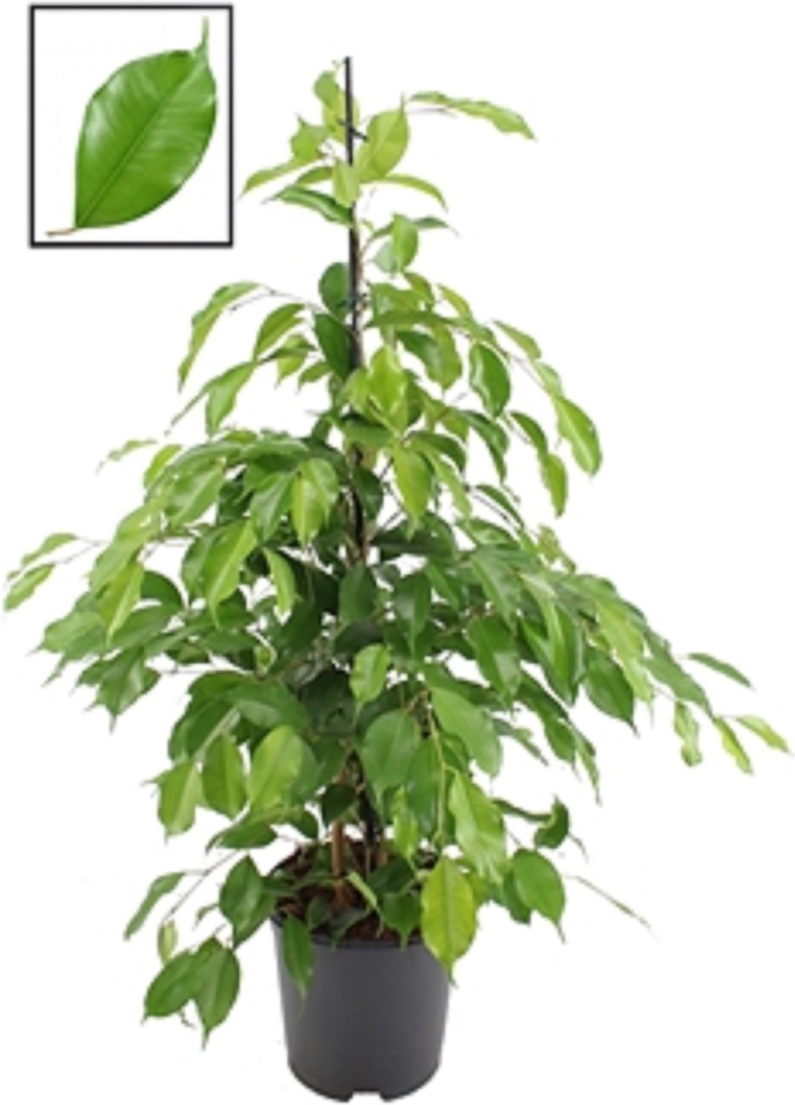 РастениеФикусбенджаминаэкзотикаD24H100см