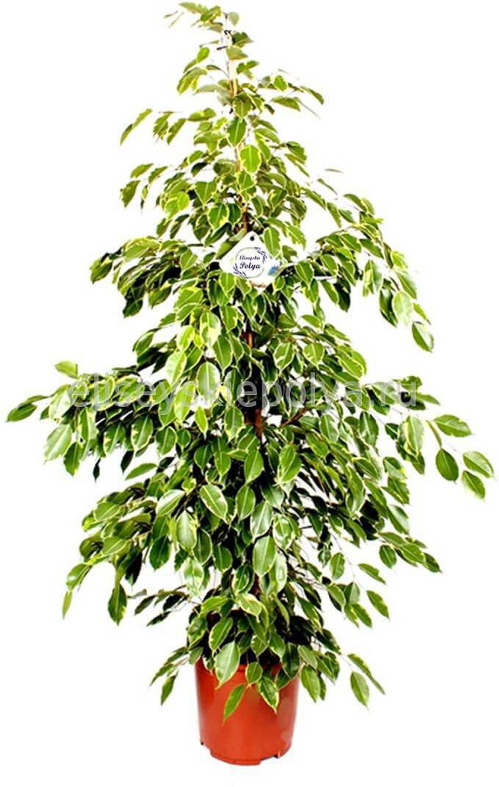 Изображение товара Растение Фикус голден кин г 3 ст. D17 H80 см