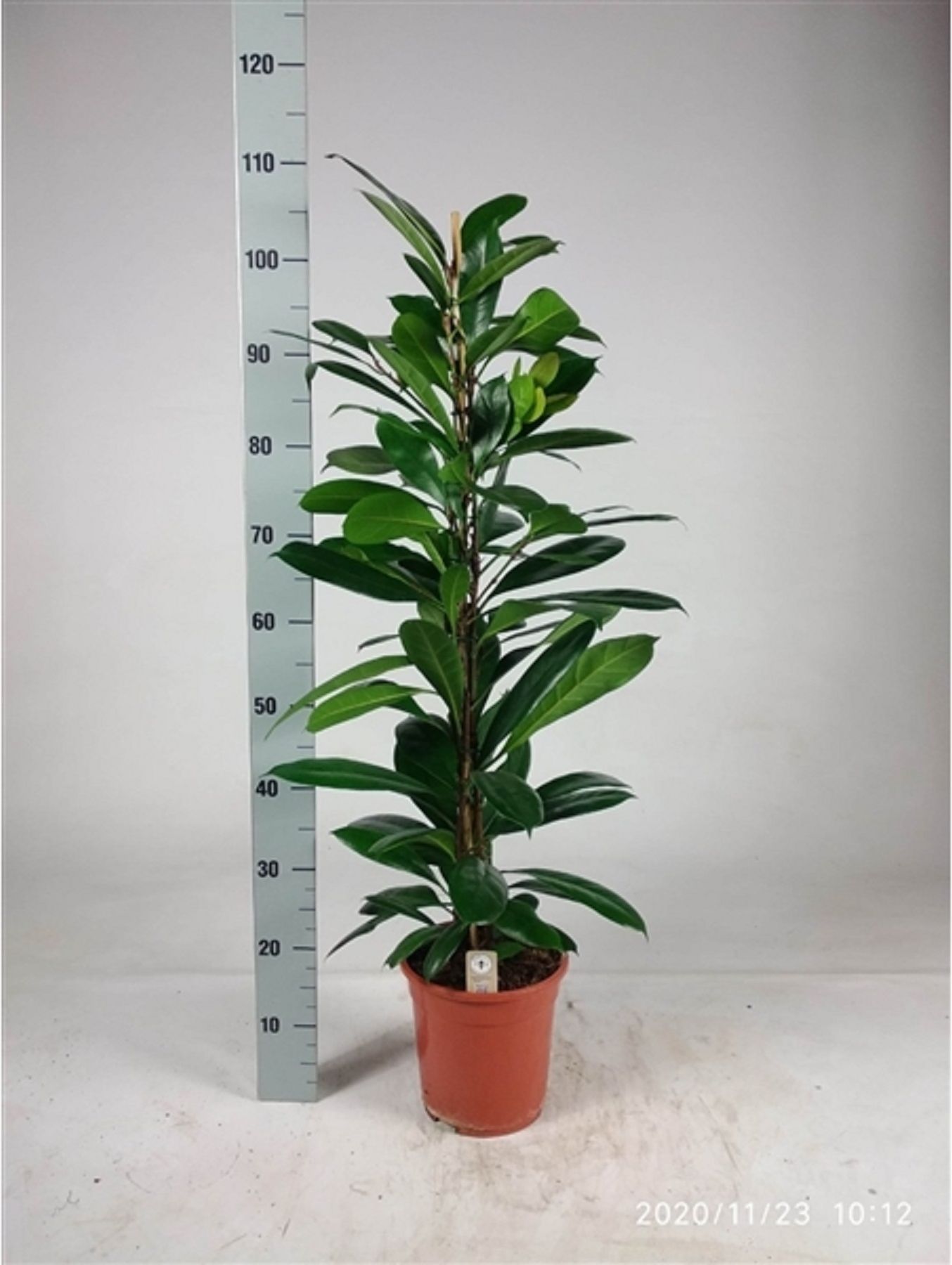 Изображение товара Растение Фикус циатистипу ла D21 H105 см