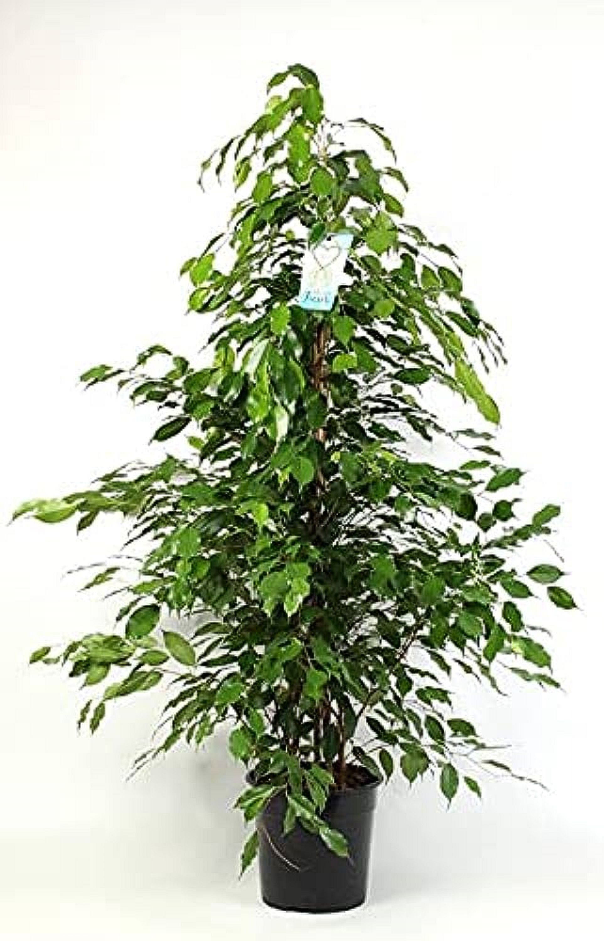 Изображение товара Растение Фикус экзотической плетеной формы D34 H160 см для интерьера