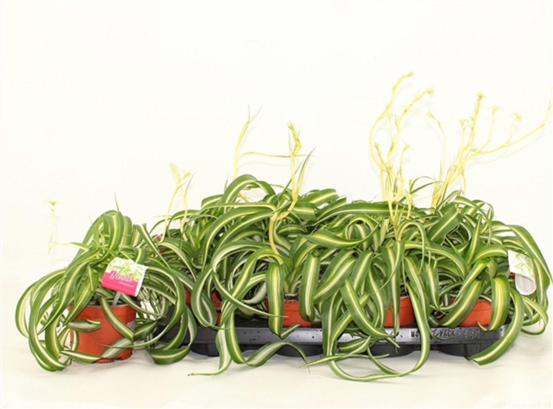 Изображение товара Растение хлорофитум комозум бонни D12 см H20 см - живое зелёное украшение интерьера