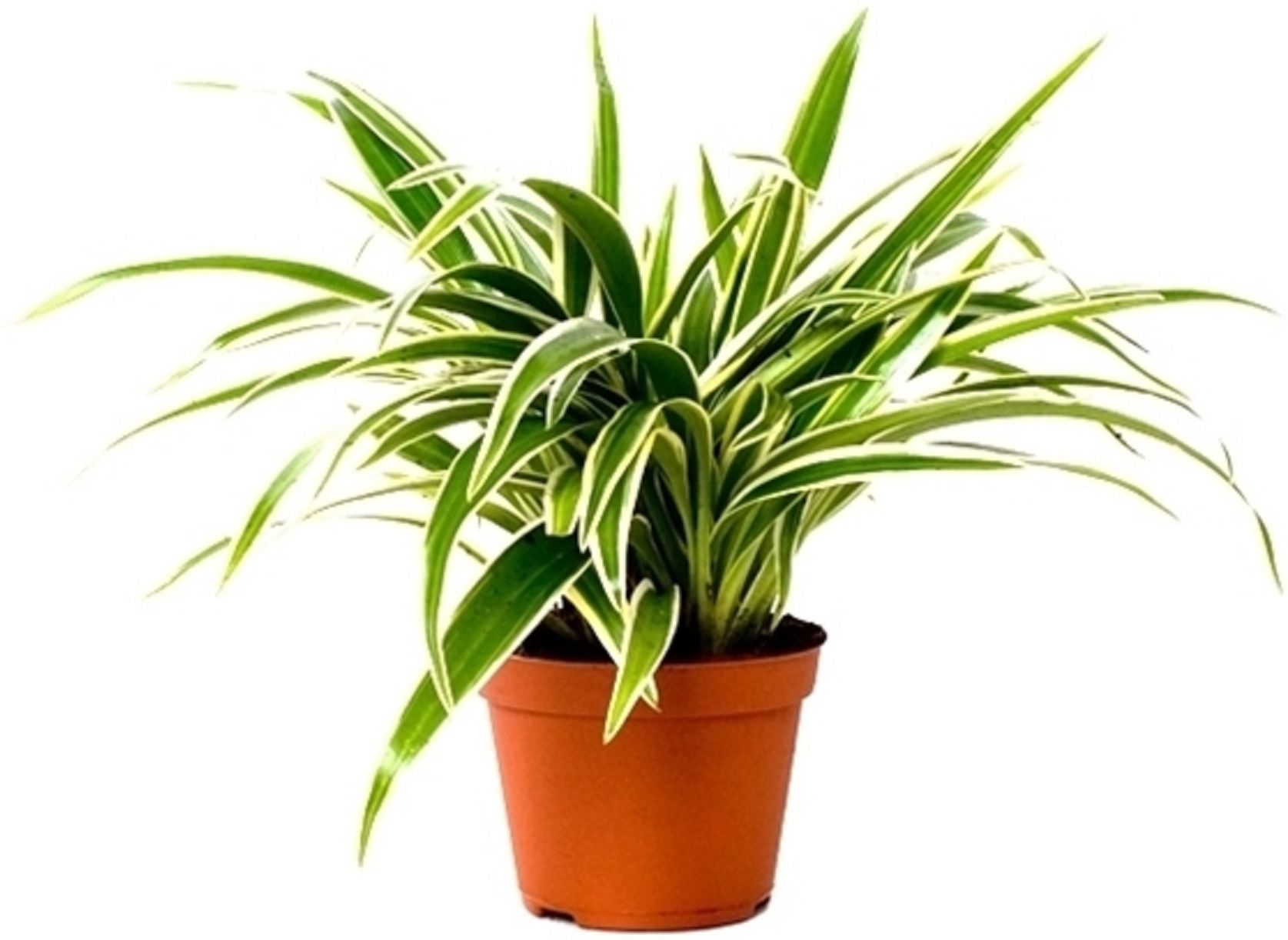 Изображение товара Хлорофитум лаксум D12 H25 см - красивое комнатное растение