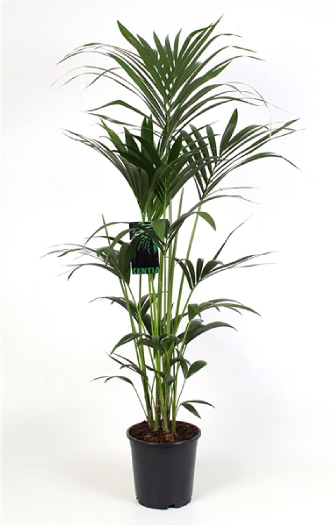 Изображение товара Растение ховея форстериан а 4 ствола D24 H160 см для интерьера и сада