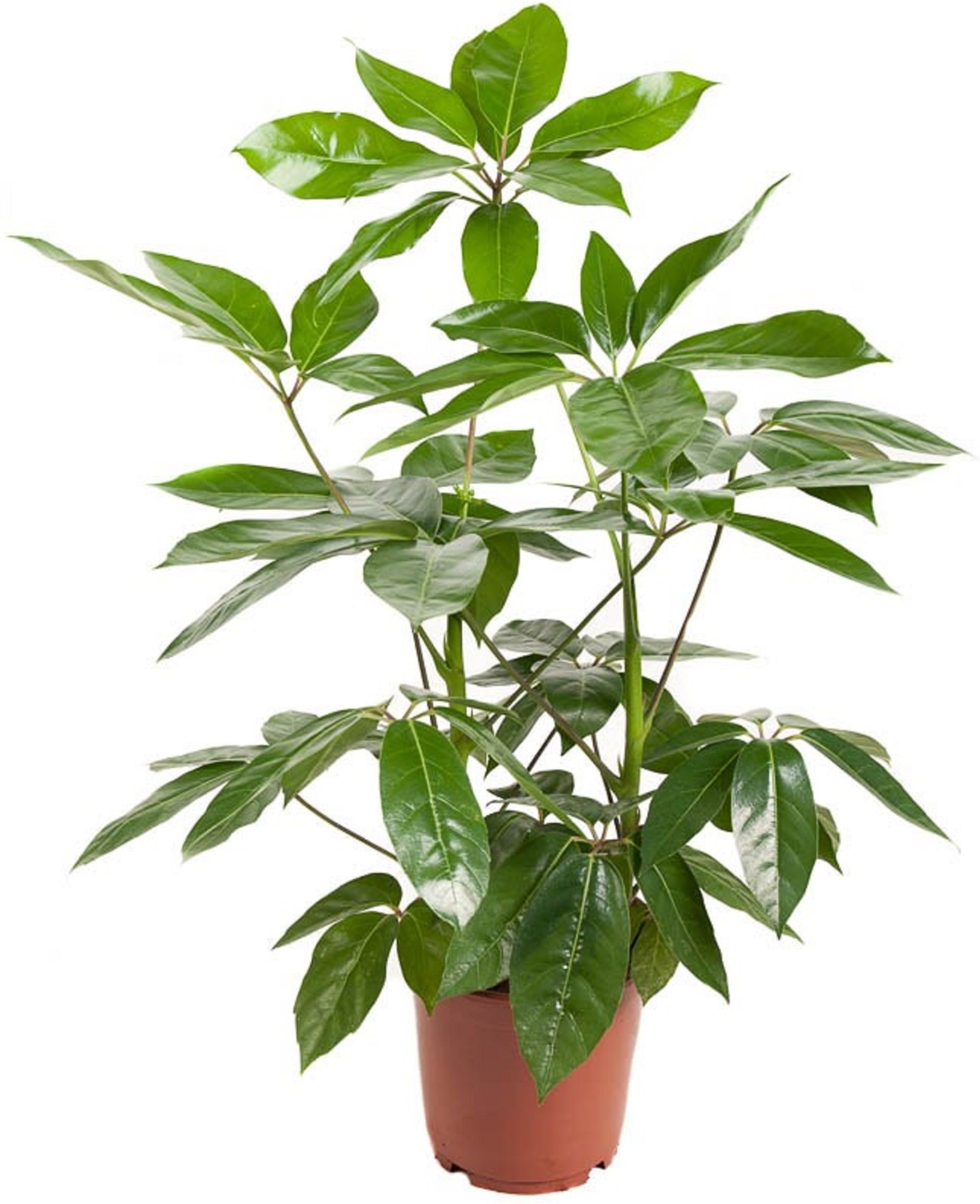 Изображение товара Растение Шеффлера амате 2 ст D24 H110 см декоративное цветное