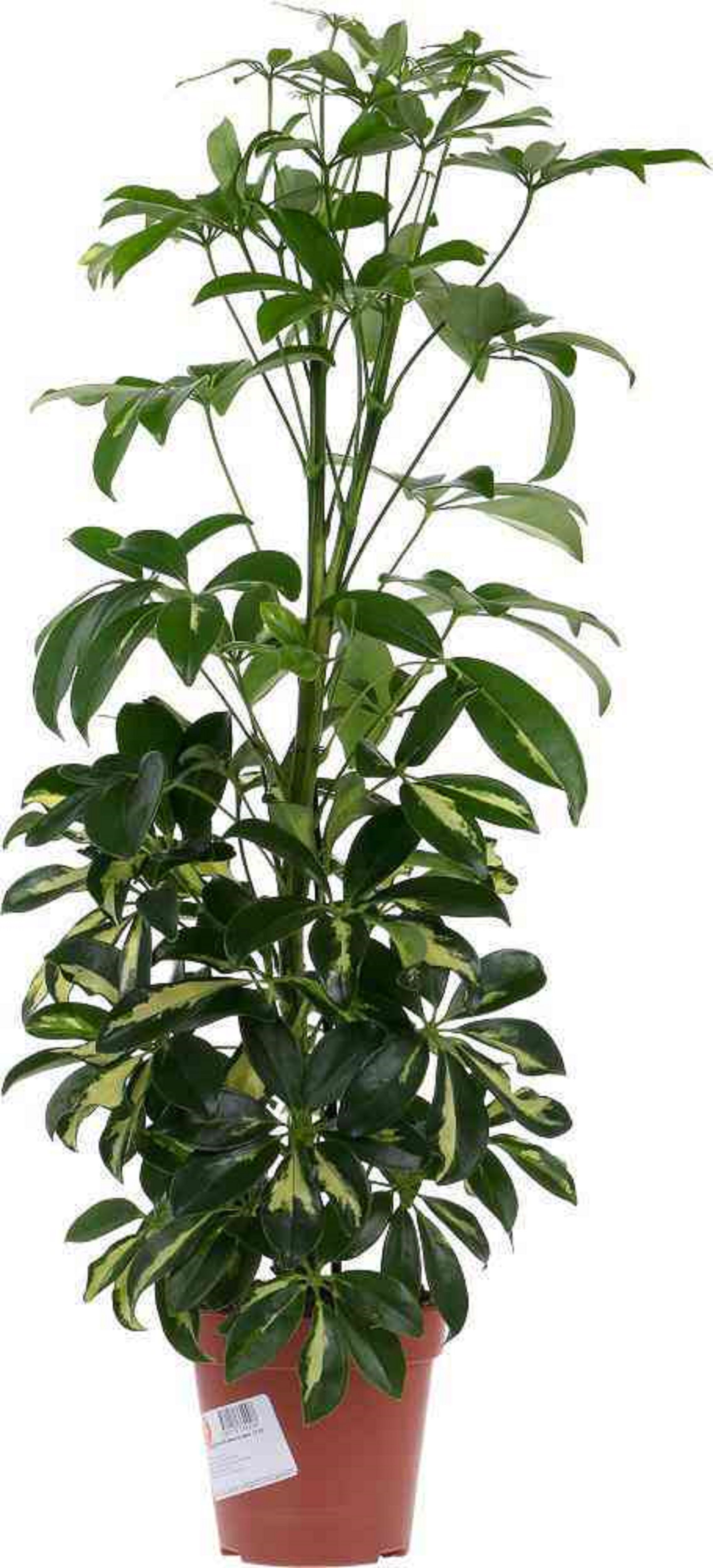 Изображение товара Растение Шеффлера герда D13 H50 см - декоративное комнатное растение