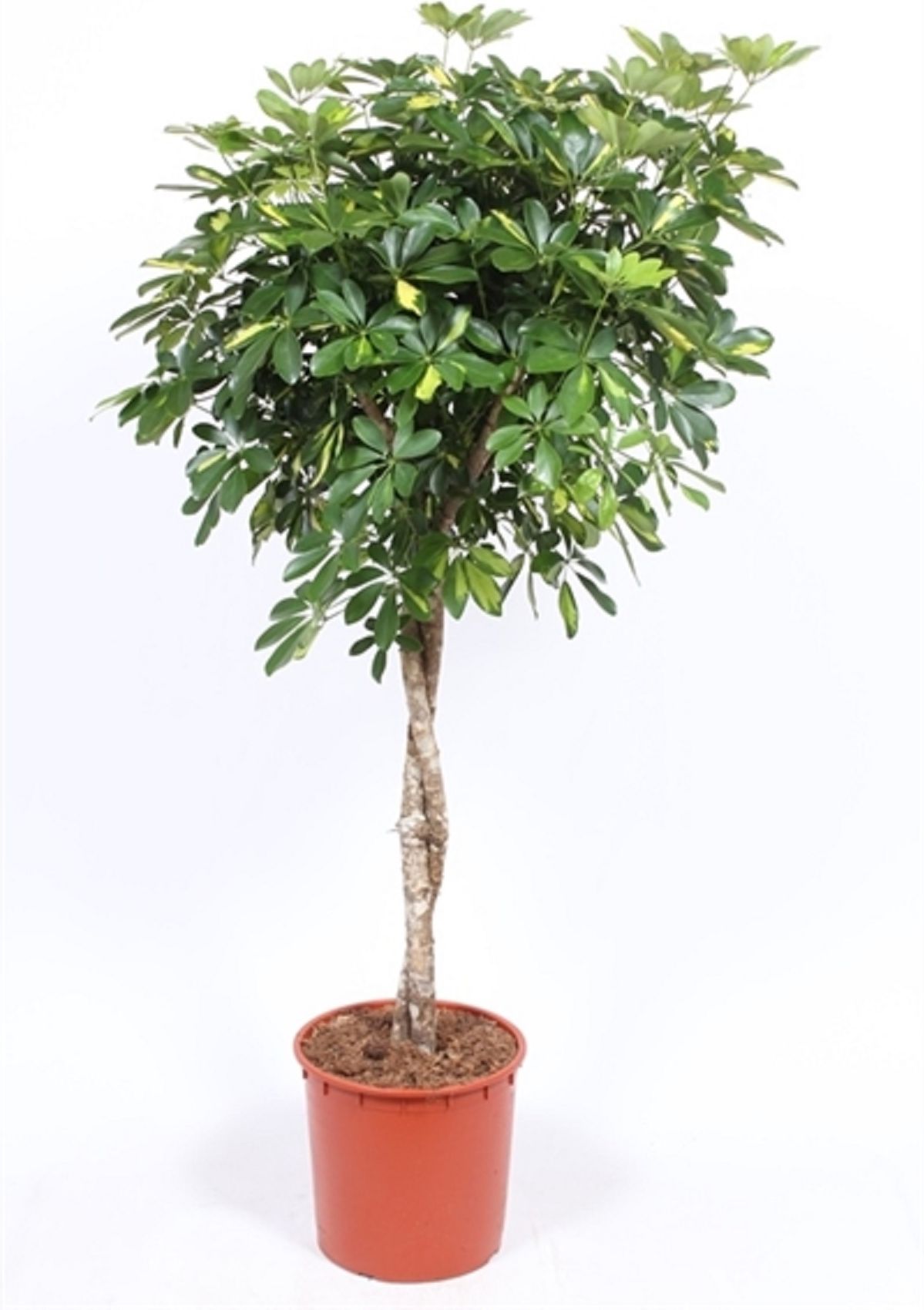 Изображение товара Растение Шеффлера Голд Капелла D17 H70 - декоративное и неприхотливое растение