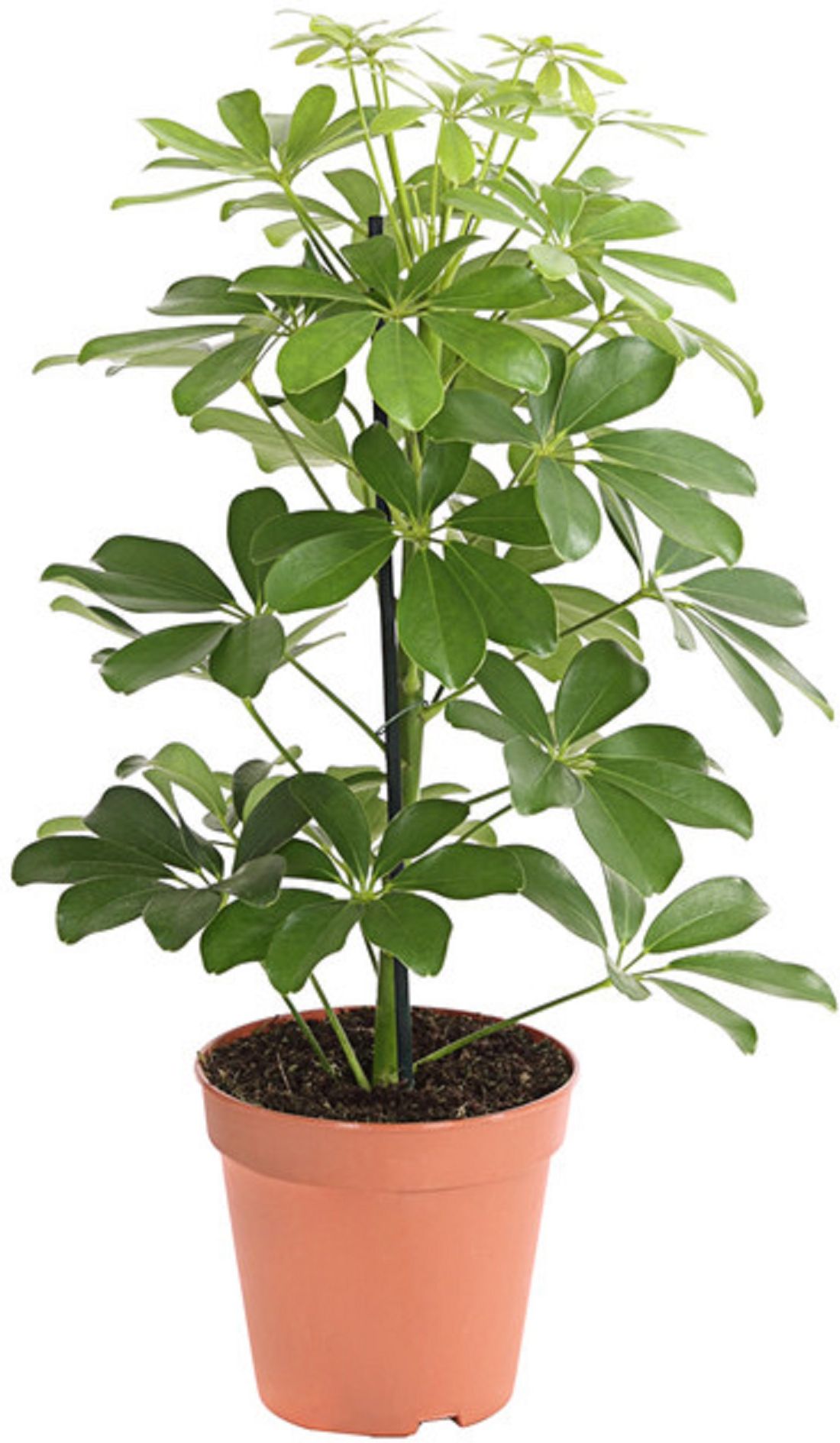 Изображение товара Растение Шеффлера нора D13 H50 см декоративное комнатное растение