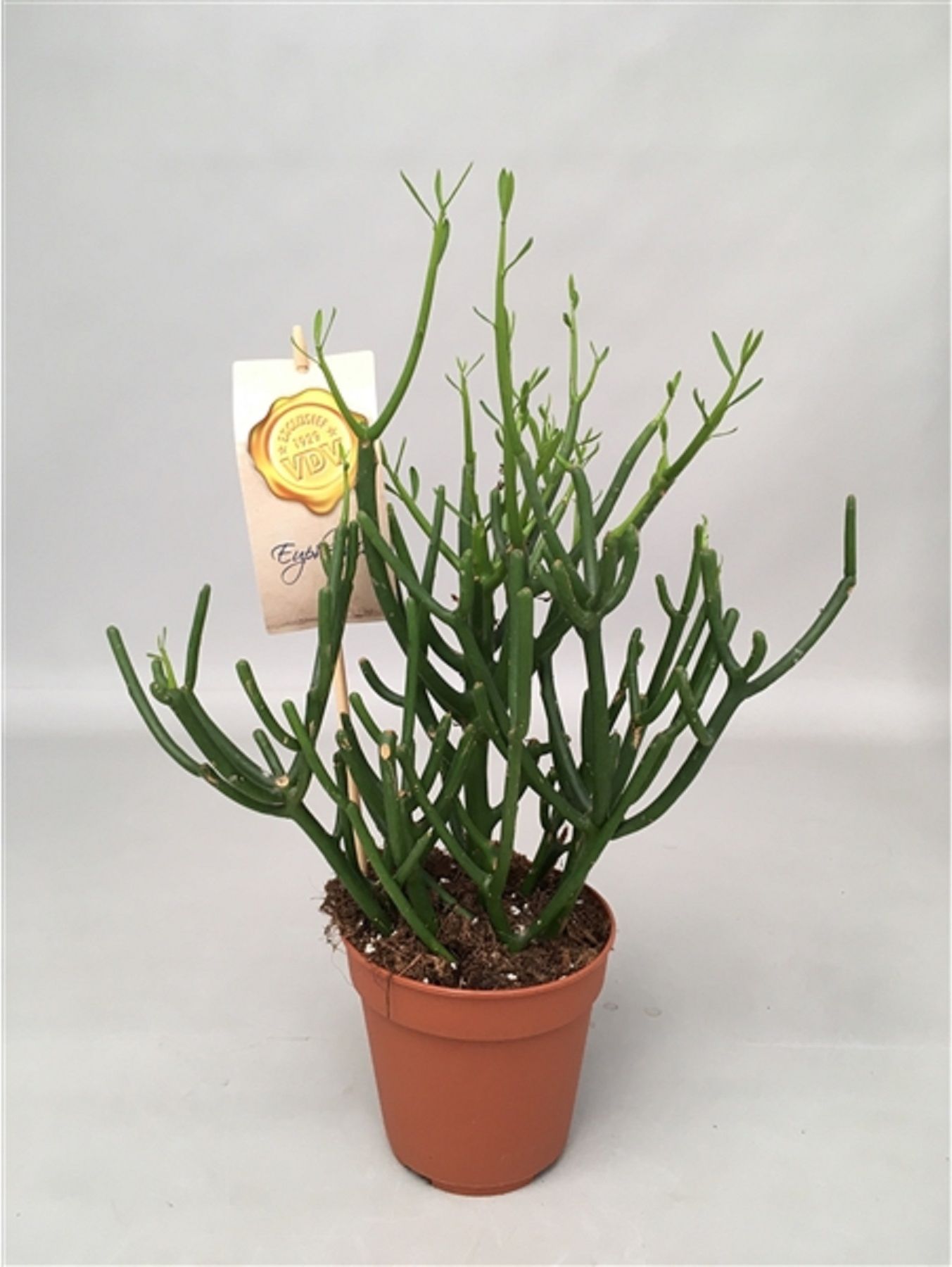 Изображение товара Декоративное растение эуфорбия тирукалли D24 H85 см для интерьера и сада