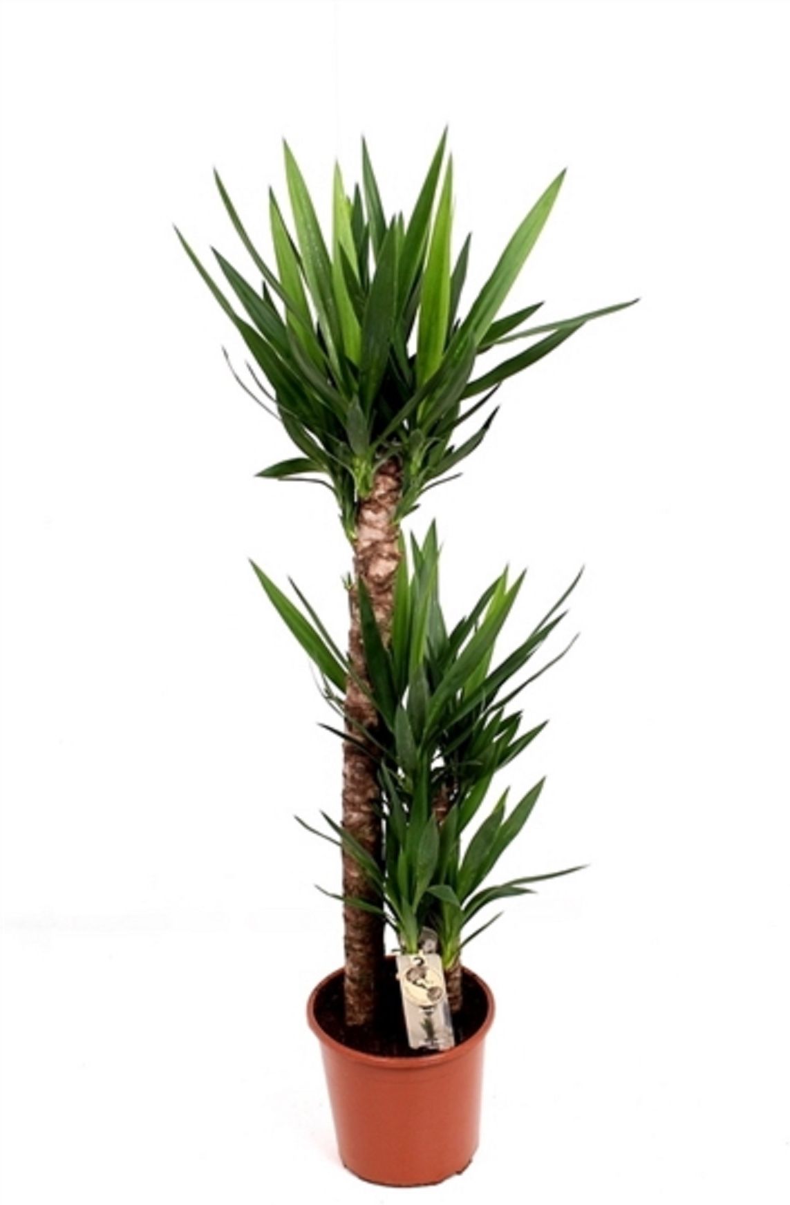 Изображение товара Декоративное растение Юкка 3 ст. D24 H140 см - натуральный элемент интерьера и сада