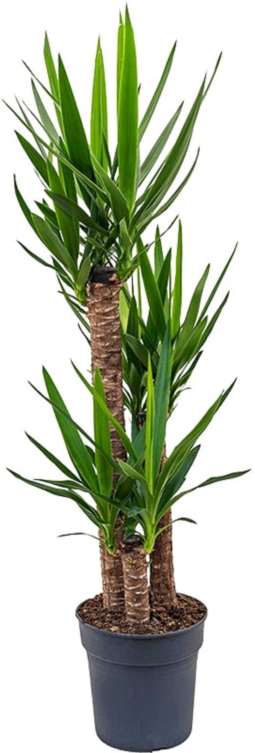 Изображение товара Растение Юкка 3 ст. D27 H170 см декоративное комнатное