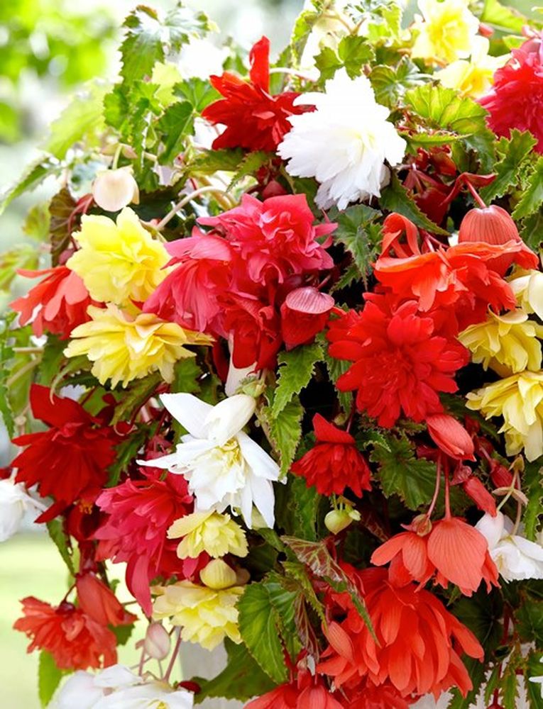 Изображение товара Луковицы ПОИСК БЕГОНИЯ АМПЕЛЬНАЯ МИКС 3 шт