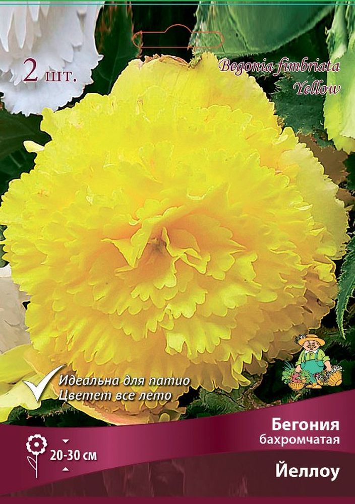 Изображение товара Луковицы Бегонии бахромчатой Йеллоу 2 шт для яркого цветения сада и балкона