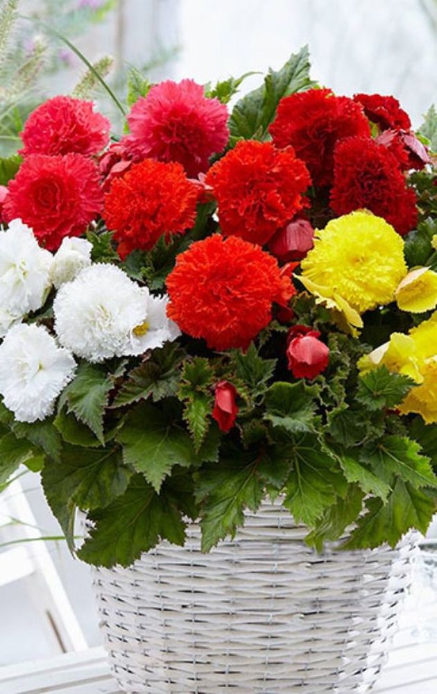 Изображение товара Луковицы ПОИСК БЕГОНИЯ БАХРОМЧАТАЯ МИКС 3 шт