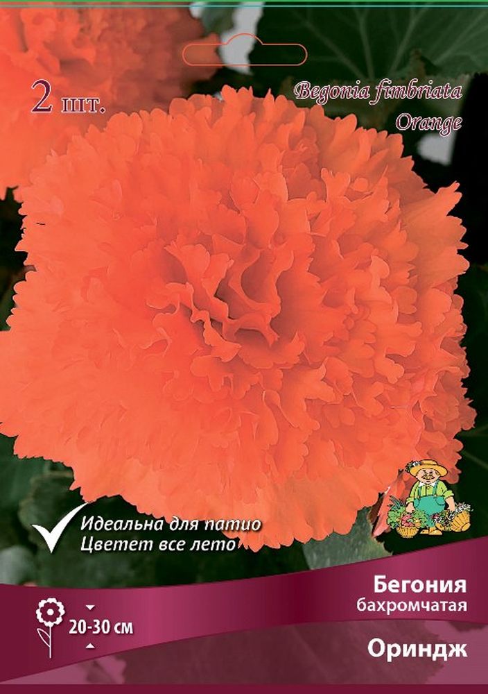 Изображение товара Луковицы бегонии бахромчатой ориндж 2 шт для яркого оформления садов и балконов