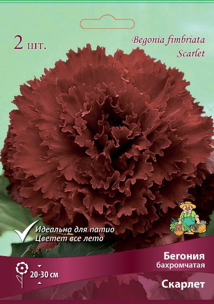 Изображение товара Луковицы бегонии бахромчатой скарлет 2 шт для балконов и клумб