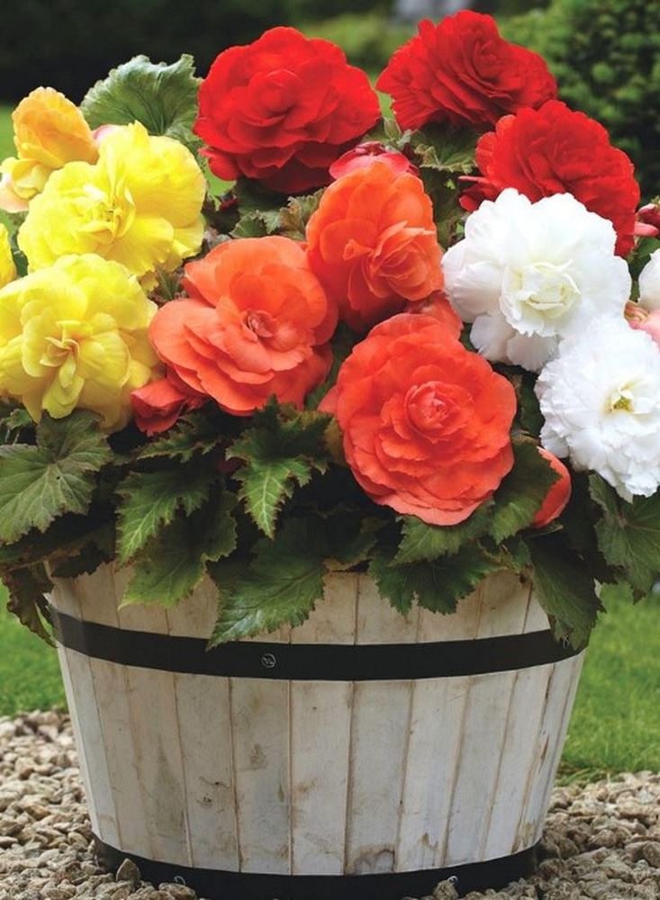 Изображение товара Луковицы Бегония Махровая Микс 3 шт для яркого озеленения