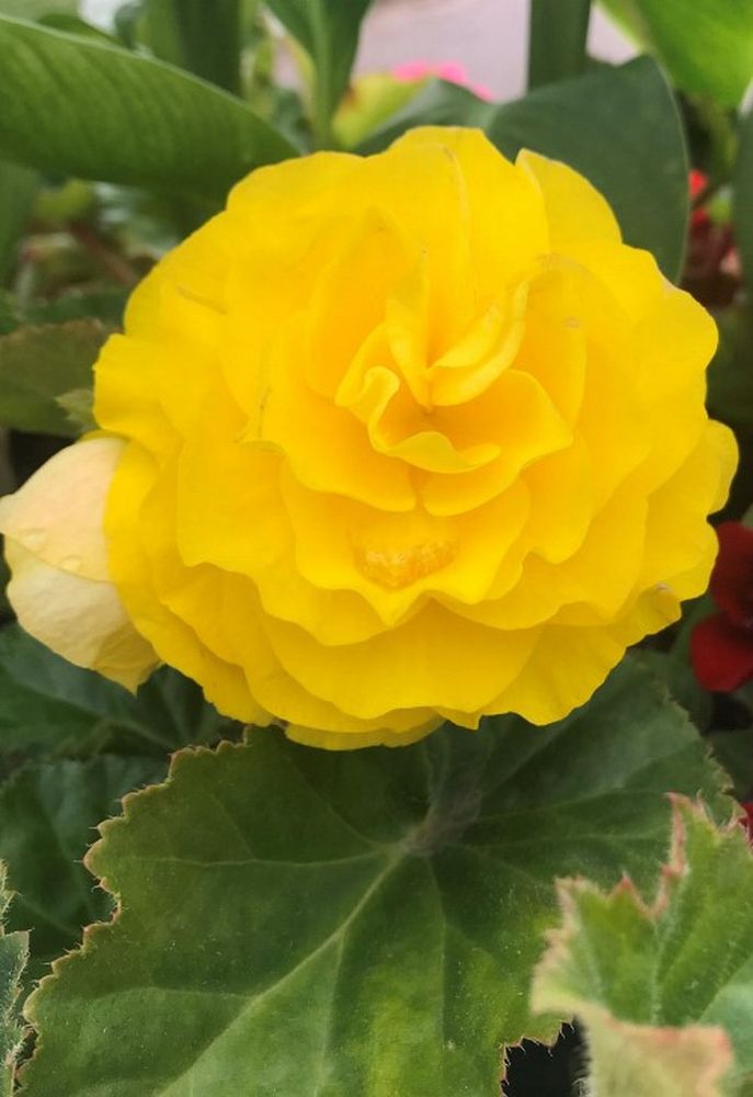 Изображение товара Луковицы ПОИСК БЕГОНИЯ НОН-СТОП ЙЕЛЛОУ 2 шт