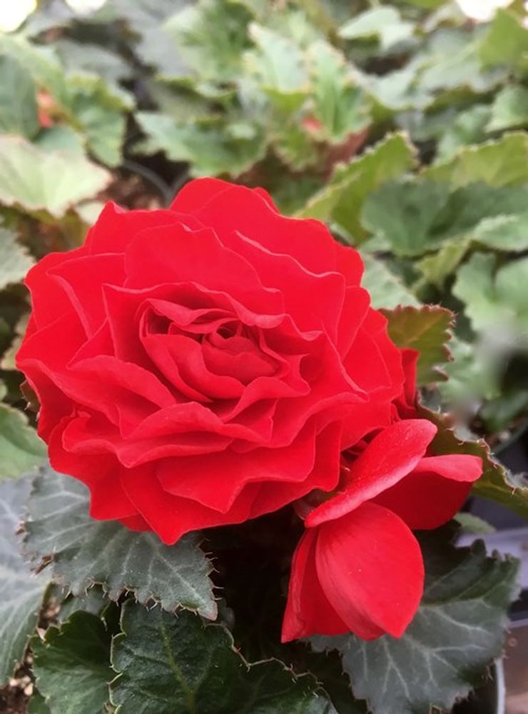 Изображение товара Луковицы бегонии Нон Стоп РЕД 2 шт для яркого цветения