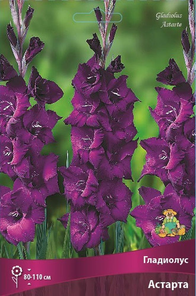 Изображение товара Луковицы ПОИСК ГЛАДИОЛУС АСТАРТА 3 шт