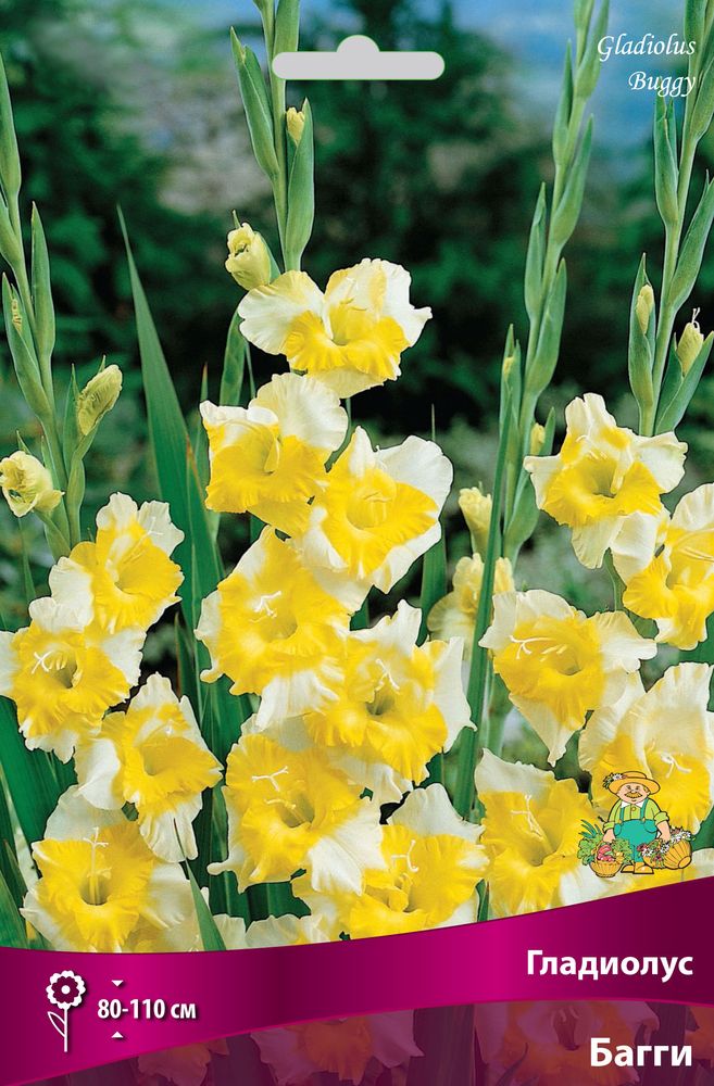 Изображение товара Луковицы ПОИСК ГЛАДИОЛУС БАГГИ 3 шт