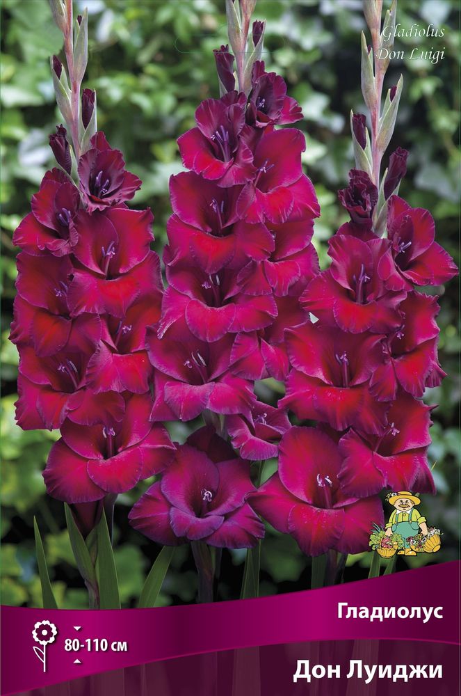 Изображение товара Луковицы Гладиолус Дон Луиджи 3 шт для яркого цветения в саду