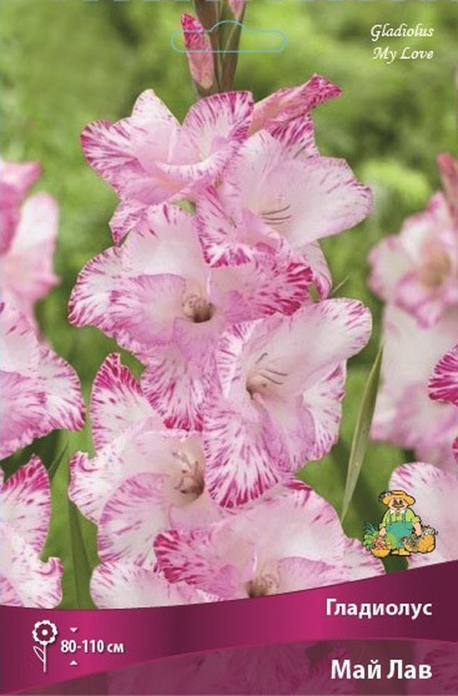Изображение товара Луковицы ПОИСК ГЛАДИОЛУС МАЙ ЛАВ 3 шт