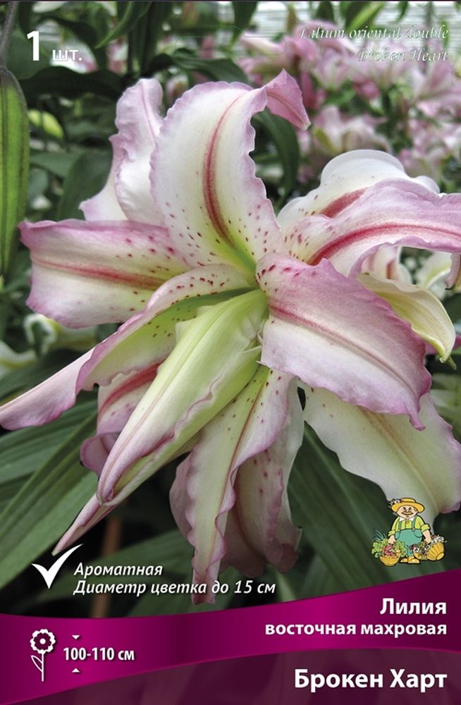 Изображение товара Луковицы ПОИСК ЛИЛИЯ БРОКЕТ ХАРТ 1 шт крупная и яркая