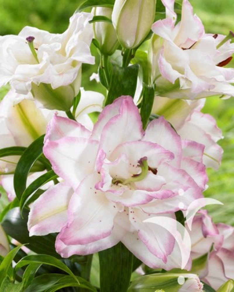 Изображение товара Луковицы Лилии Бьютитренд 1 шт яркий цветочный акцент для сада