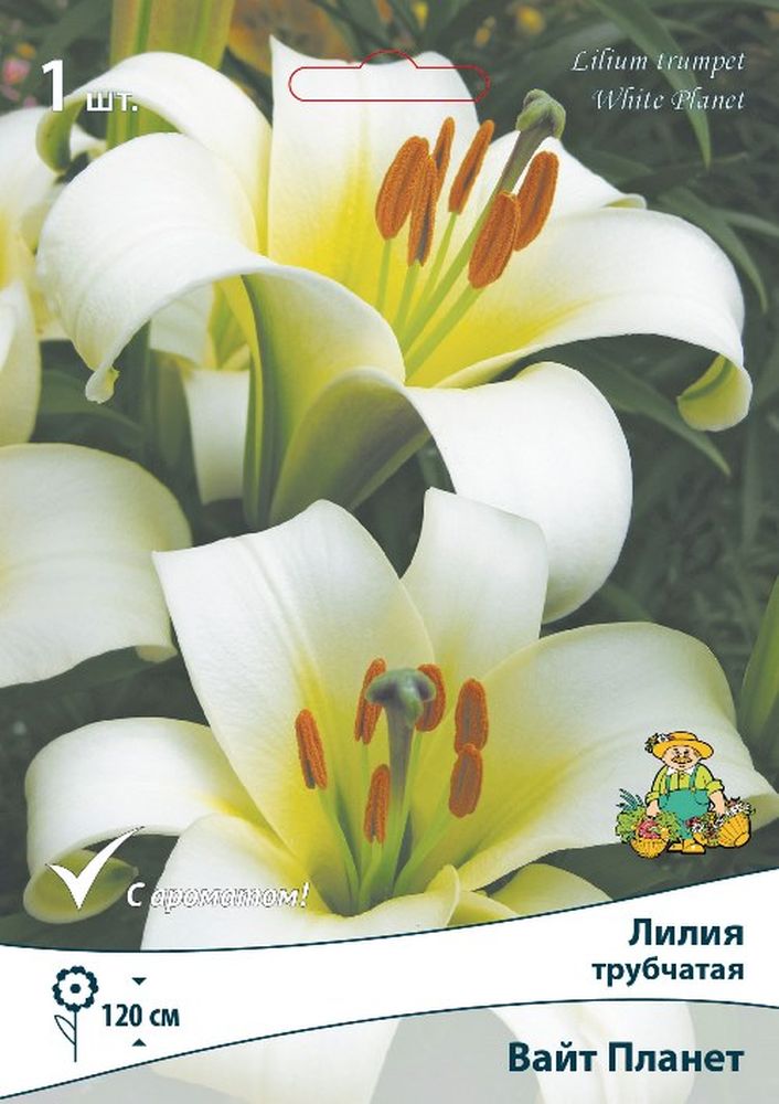 Изображение товара Луковицы цветов ПОИСК ЛИЛИЯ ВАЙТ ПЛАНЕТ крупные с ароматом 1 шт
