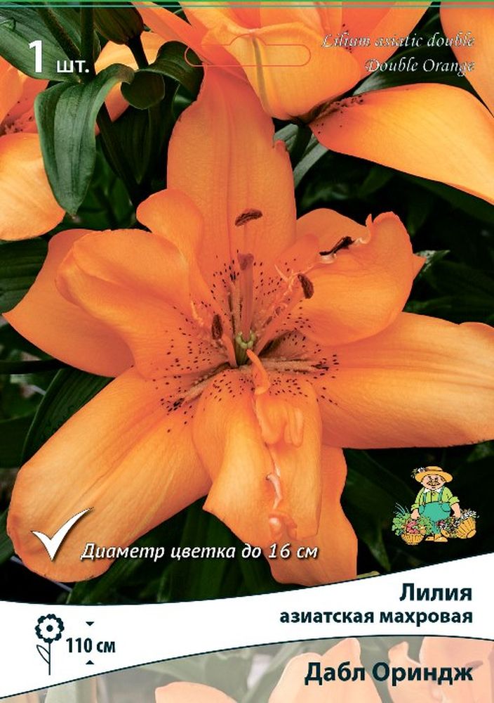Изображение товара Луковицы ПОИСК ЛИЛИЯ ДАБЛ ОРИНДЖ 1 шт