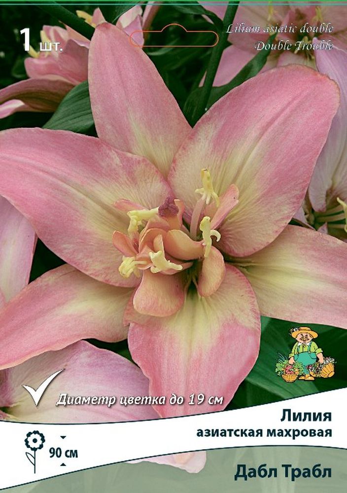 Изображение товара Луковицы ПОИСК ЛИЛИЯ ДАБЛ ТРАБЛ 1 шт