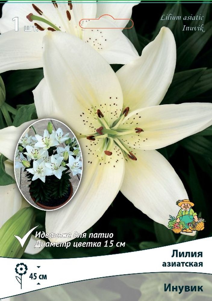 Изображение товара Луковицы ПОИСК ЛИЛИЯ ИНУВИК 1 шт