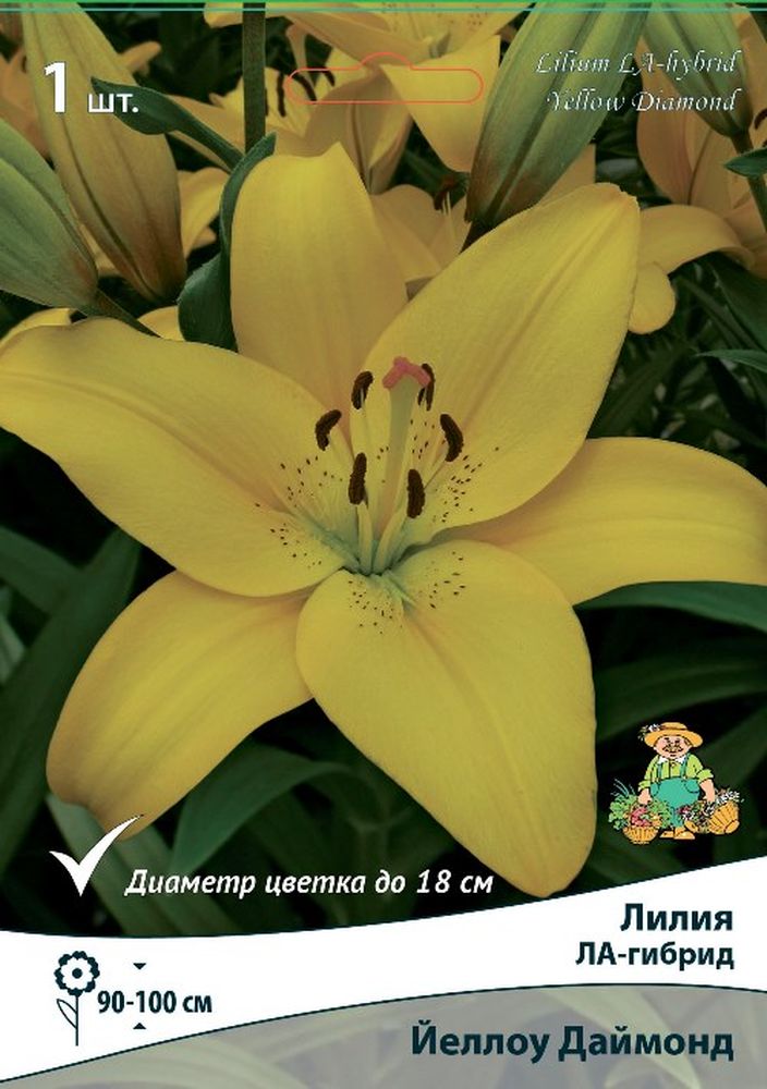 Изображение товара Луковицы ПОИСК ЛИЛИЯ ЙЕЛЛОУ ДАЙМОНД 1 шт