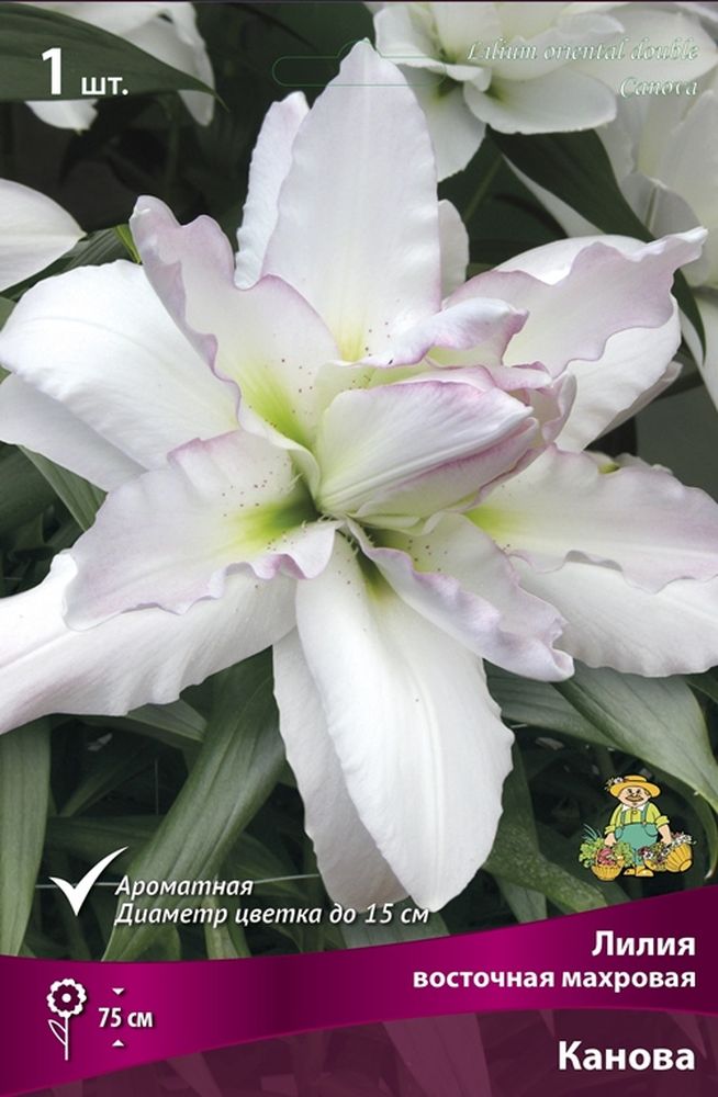 Изображение товара Луковицы ПОИСК ЛИЛИЯ КАНОВА 1 шт