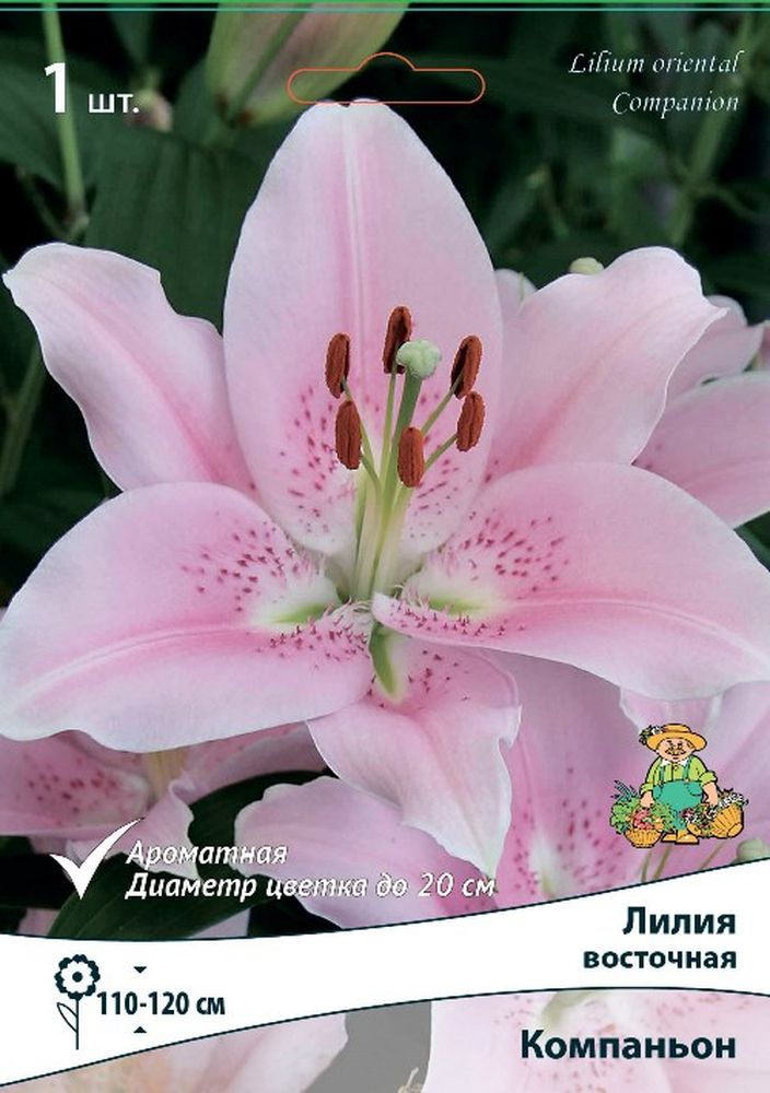 Изображение товара Луковицы ПОИСК ЛИЛИЯ КОМПАНЬОН 1 шт