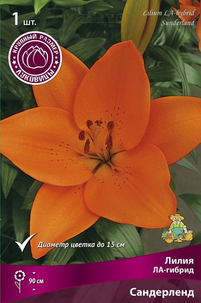 Изображение товара Луковицы ПОИСК ЛИЛИЯ ЛА-ГИБРИД САНДЕРЛЕНД 1 шт
