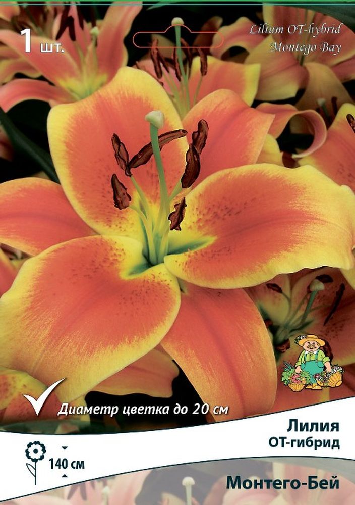 Изображение товара Луковицы ПОИСК ЛИЛИЯ МОНТЕГО- БЕЙ 1 шт