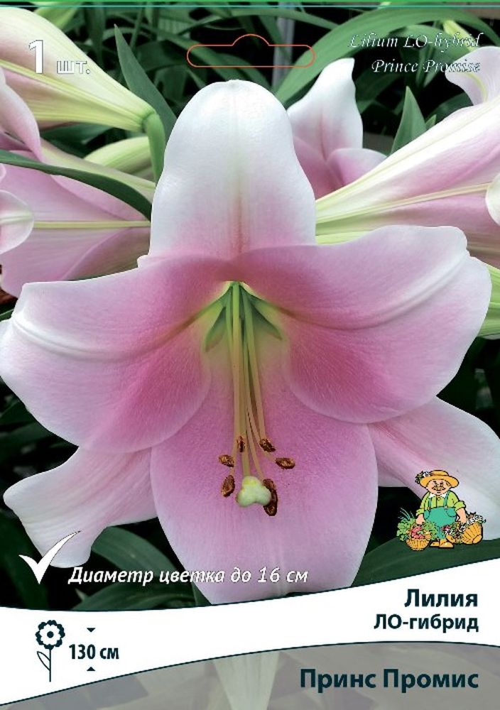 Изображение товара Луковицы лилии ПОИСК ПРИНС ПРОМИС 1 шт цветотерапия садовых цветов