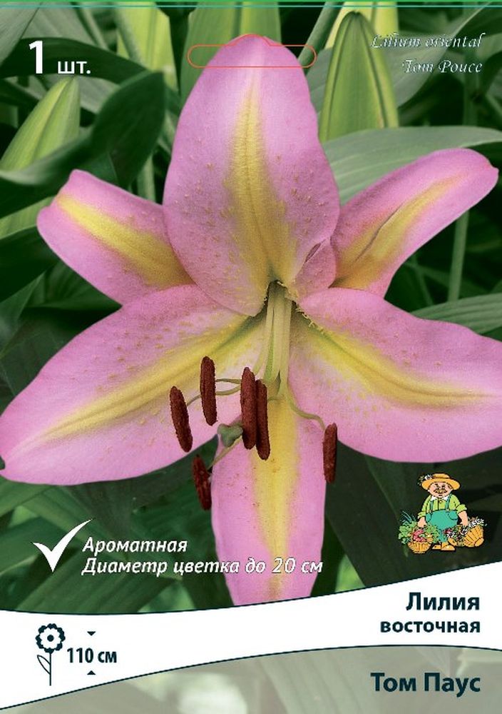 Изображение товара Луковицы ПОИСК ЛИЛИЯ ТОМ ПАУС 1 шт