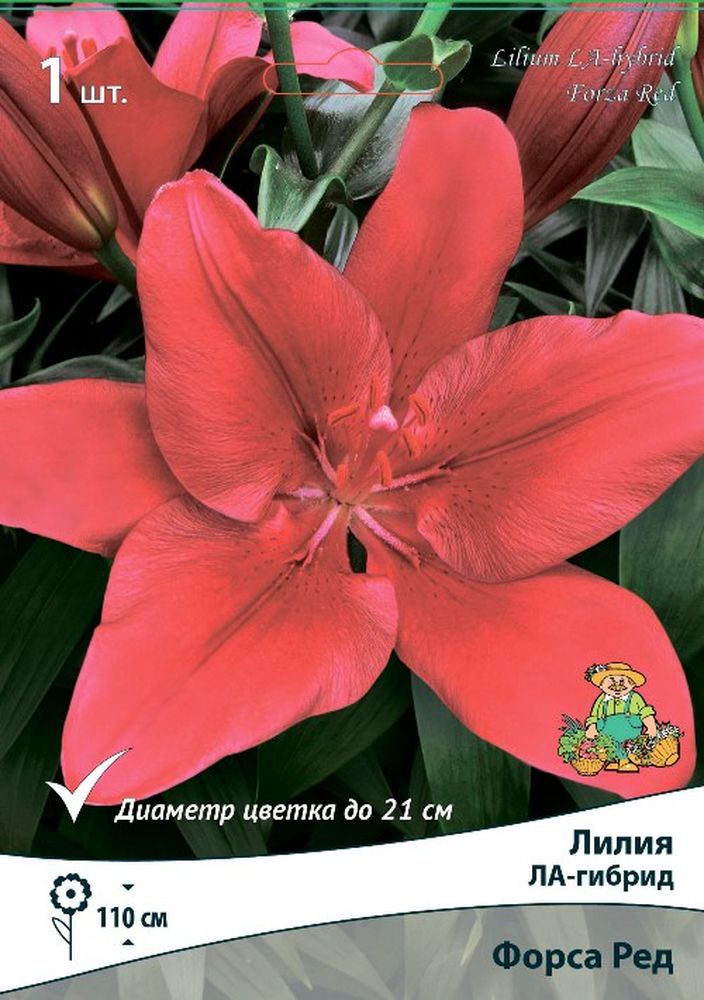 Изображение товара Луковицы ПОИСК ЛИЛИЯ ФОРСА РЕД 1 шт