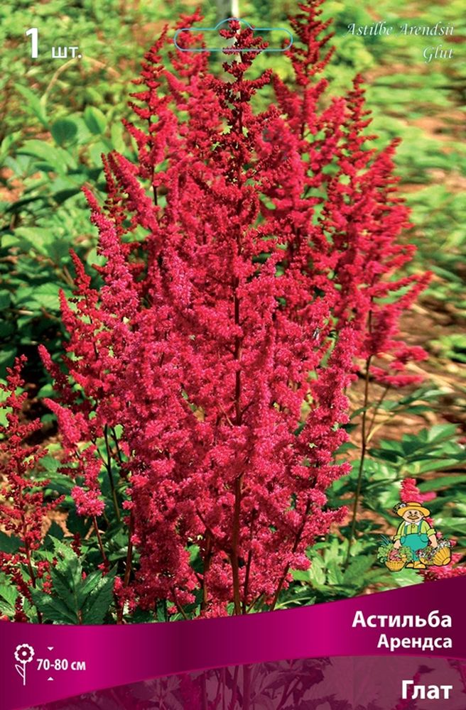 Изображение товара Многолетник ПОИСК АСТИЛЬБА АРЕНДСА ГЛАТ семена цветов 1 шт