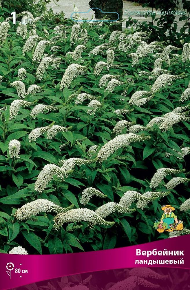 Изображение товара Многолетник ПОИСК ВЕРБЕЙНИК ЛАНДЫШЕВЫЙ 1 шт