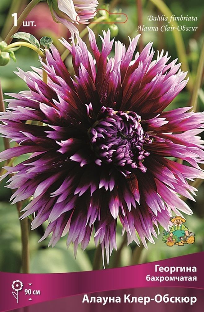 Изображение товара Многолетник ПОИСК ГЕОРГИНА АЛАУНА КЛЕР-ОБСК. 1 шт