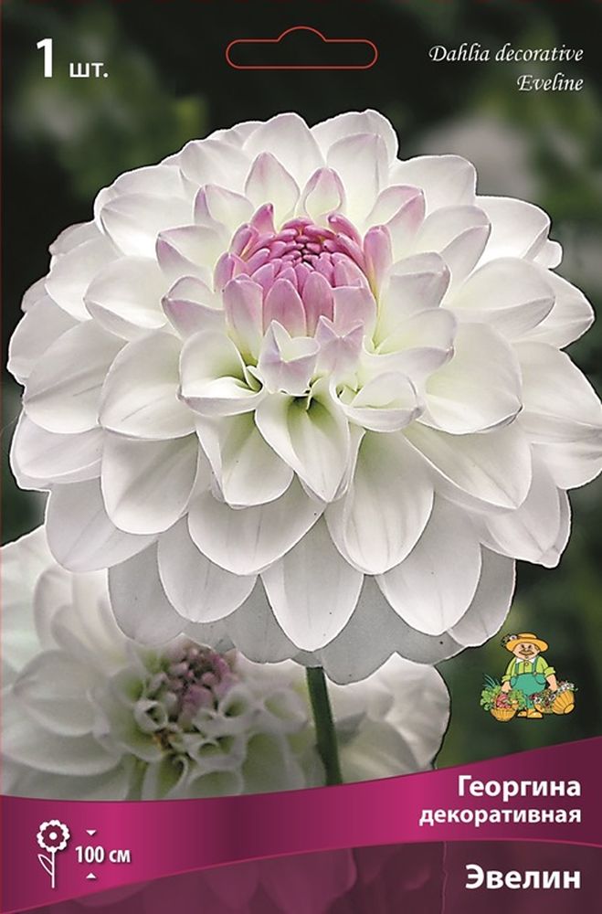 Изображение товара Многолетник ПОИСК Георгина Декор Эвелин семена цветов для сада