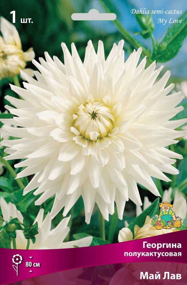 Изображение товара Многолетник ПОИСК ГЕОРГИНА МАЙ ЛАВ 1 шт