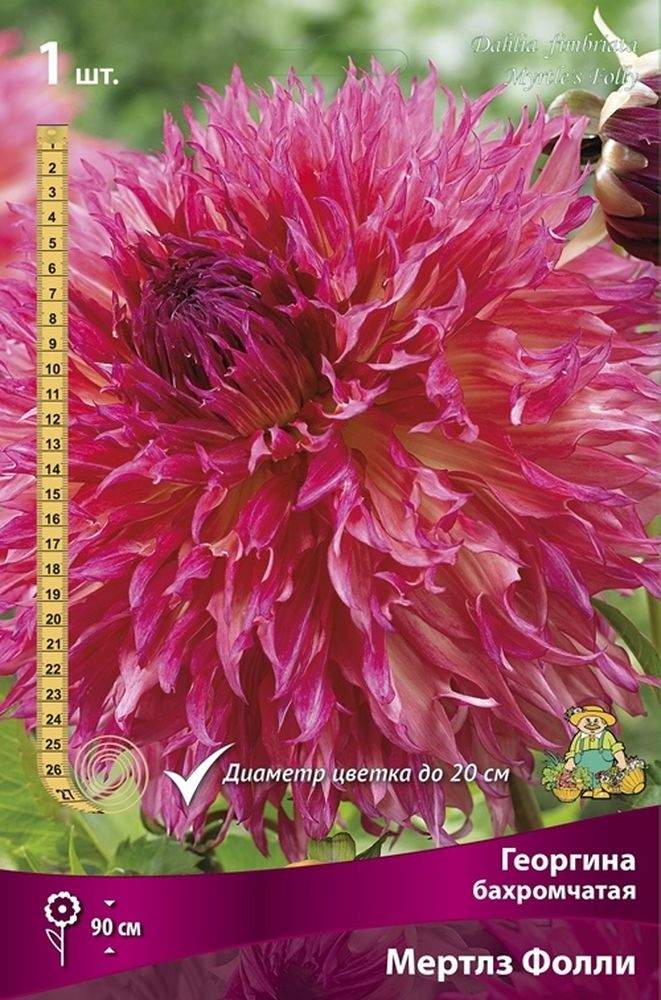 Изображение товара Многолетник ПОИСК ГЕОРГИНА МЕРТЛЗ ФОЛЛИ 1 шт