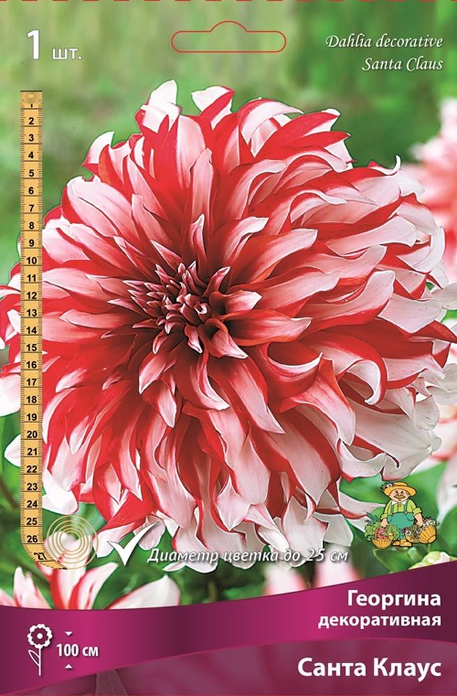 Изображение товара Многолетник георгина Санта Клаус семена 1 шт яркий декоративный цветок
