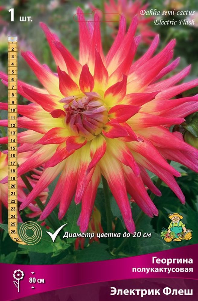 Изображение товара Многолетник ПОИСК ГЕОРГИНА ЭЛЕКТРИК ФЛЕШ 1 шт