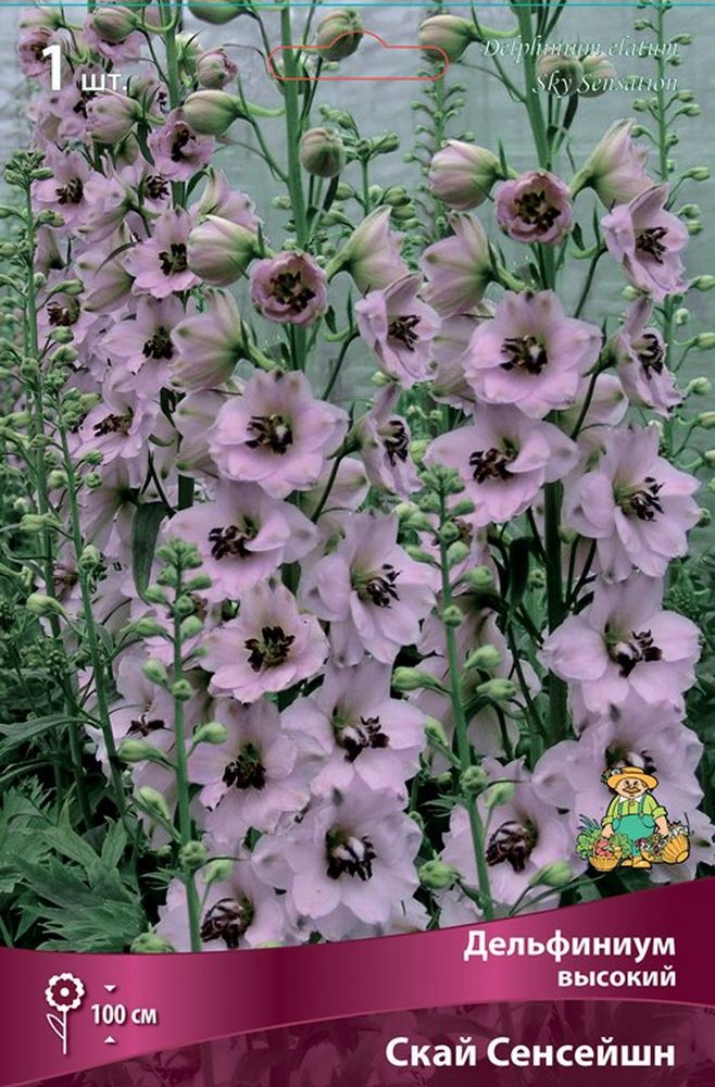 Изображение товара Многолетник ПОИСК ДЕЛЬФИНИУМ СКАЙ СЕНСЕЙШН 1 шт